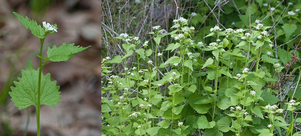 Alliaria petiolata Garlic Mustard Plants