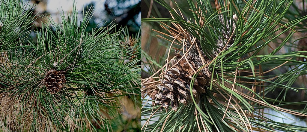 Pinus nigra  Black Pine