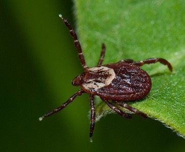 Michigan Ticks | The Michigan Nature Guy’s Blog