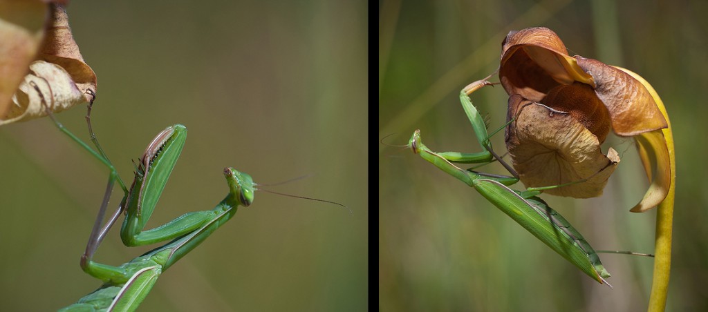 michigan-s-praying-mantis-species-the-michigan-nature-guy-s-blog