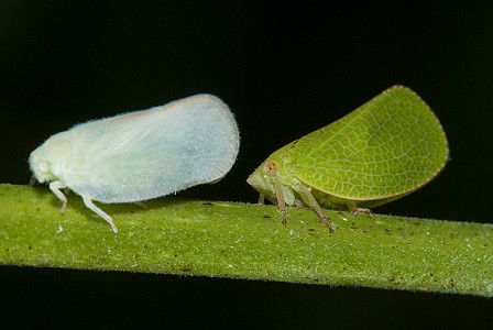 Равнокрылые. Homoptera Равнокрылые. Отряд Равнокрылые медяница. Отряд Равнокрылые цикады. Отряд Равнокрылые (Homoptera).