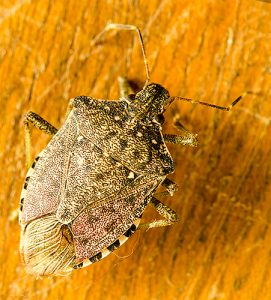 Brown Marmorated Stink Bug | The Michigan Nature Guy’s Blog