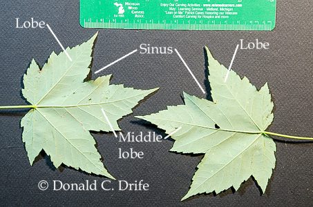maple trees in michigan types